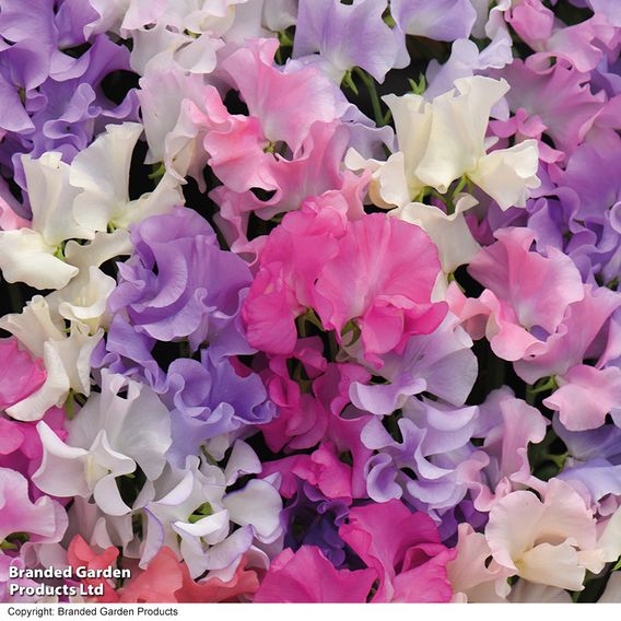 Sweet Pea 'Sweet Dreams Mixed'