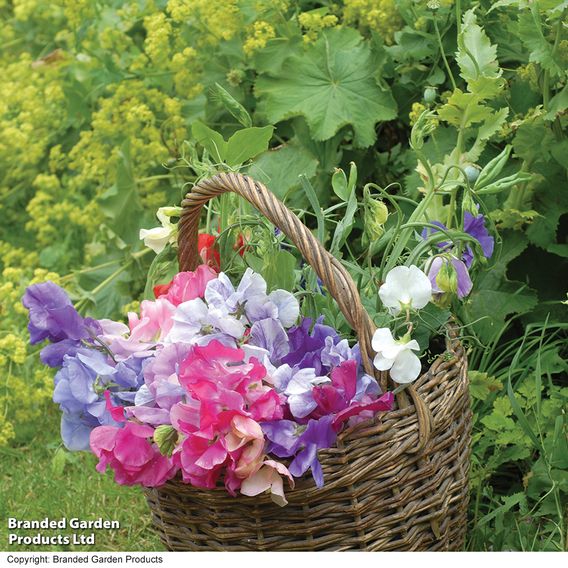 Sweet Pea 'Sweet Dreams Mixed'