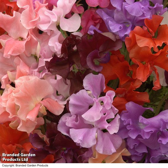 Sweet Pea 'Sweet Dreams Mixed'