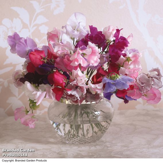 Sweet Pea 'Sweet Dreams Mixed'