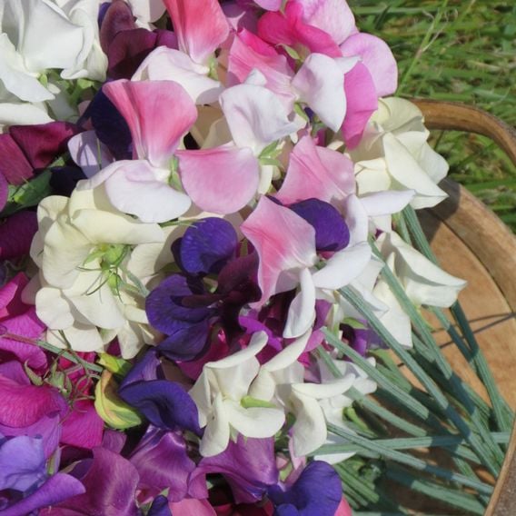 Sweet Pea 'Top To Bottom' - Seeds