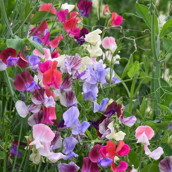 Sweet Pea 'Top To Bottom' - Seeds