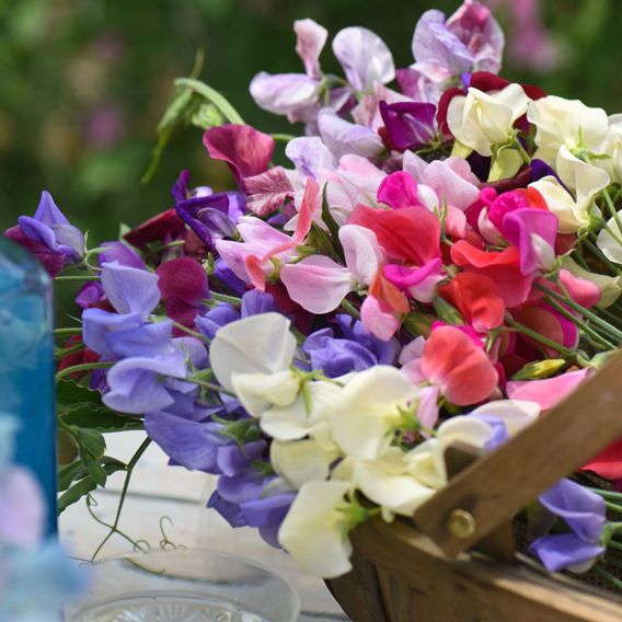 Sweet Pea 'Top To Bottom' - Seeds