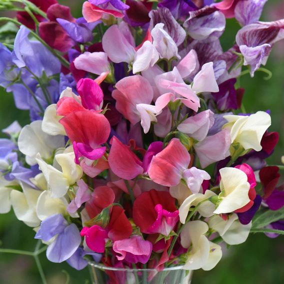 Sweet Pea 'Top To Bottom' - Seeds
