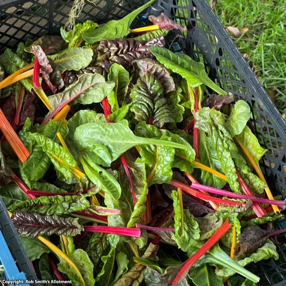 Swiss Chard 'Bright Lights' - Seeds