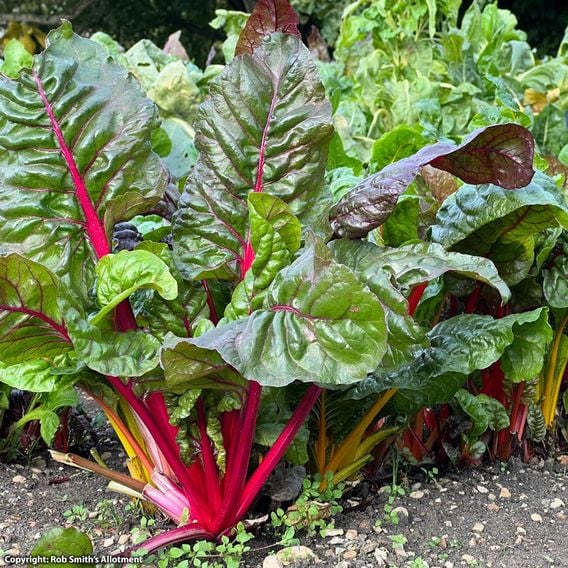 Swiss Chard 'Bright Lights' - Seeds
