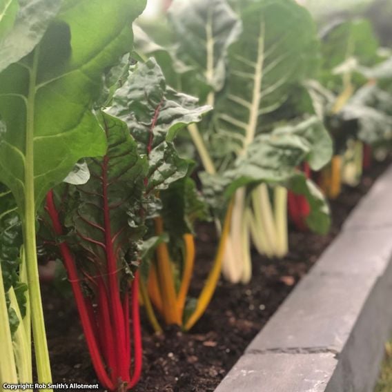 Swiss Chard 'Bright Lights' - Seeds