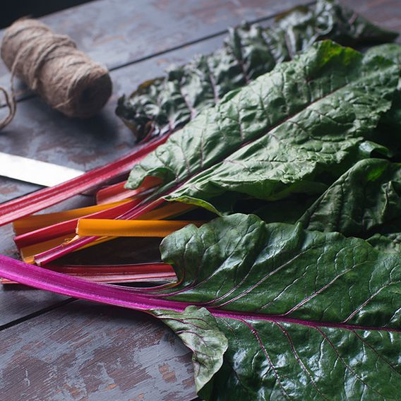 Swiss Chard 'Bright Lights'