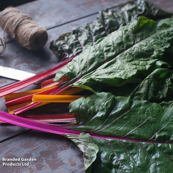 Swiss Chard 'Bright Lights'