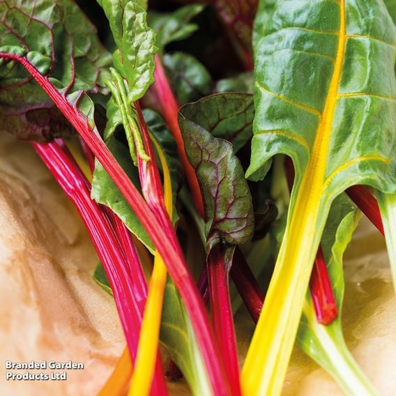 Leaf Beet 'Bright Lights' - Seeds