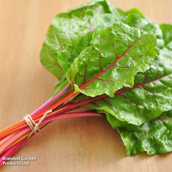 Swiss Chard 'Bright Lights'