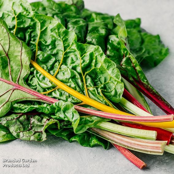 Leaf Beet 'Bright Lights' - Seeds