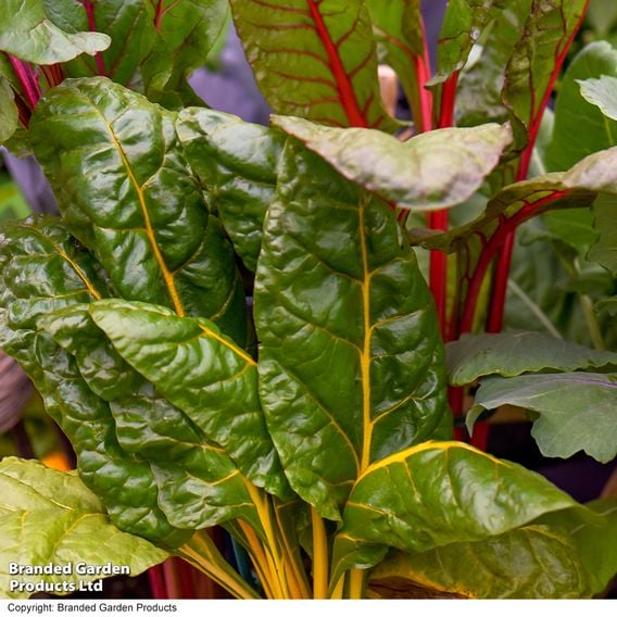 Leaf Beet 'Bright Lights' - Seeds