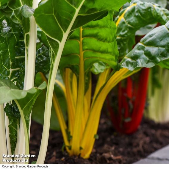 Swiss Chard 'Bright Lights'