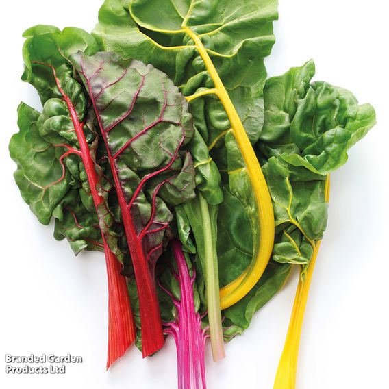 Swiss Chard 'Bright Lights'
