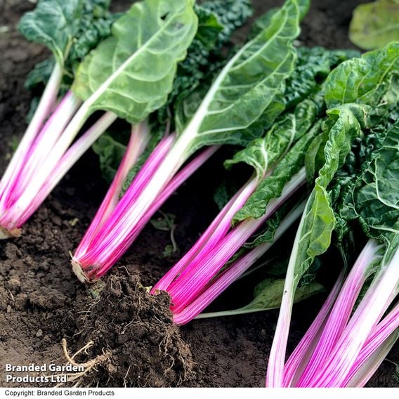 Chard 'Peppermint' - Gourmet Veg Seeds