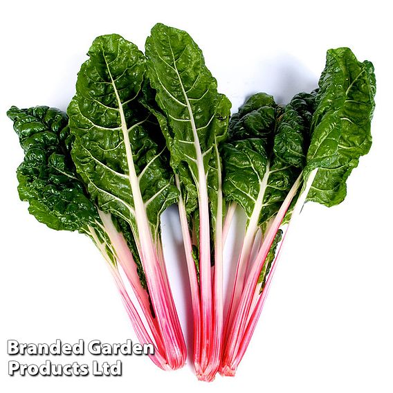 Swiss Chard Seeds - Peppermint