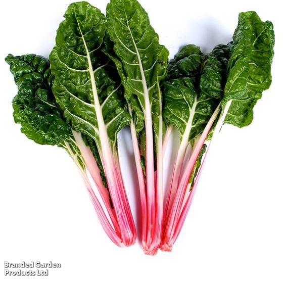 Chard 'Peppermint' - Gourmet Veg Seeds