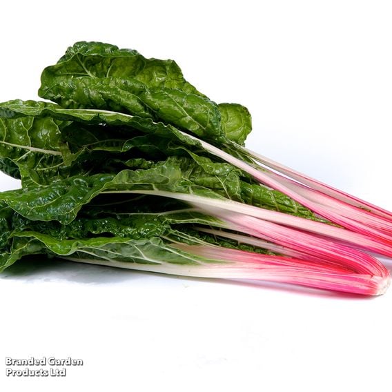 Chard 'Peppermint' - Gourmet Veg Seeds