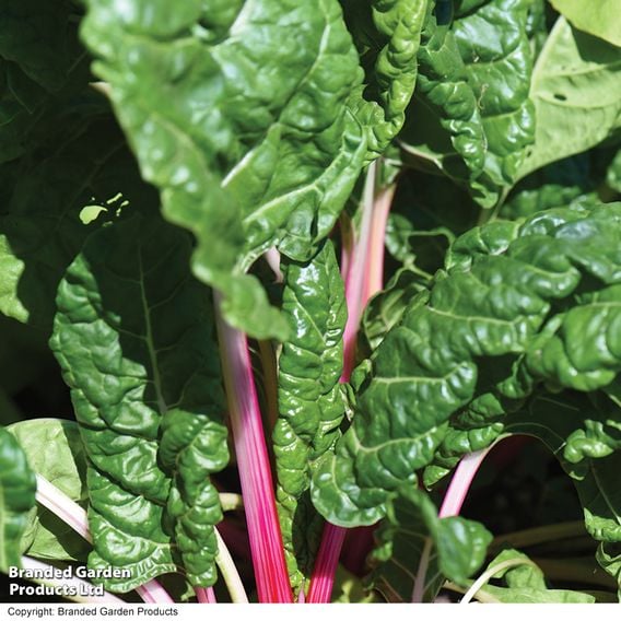Chard 'Peppermint' - Gourmet Veg Seeds