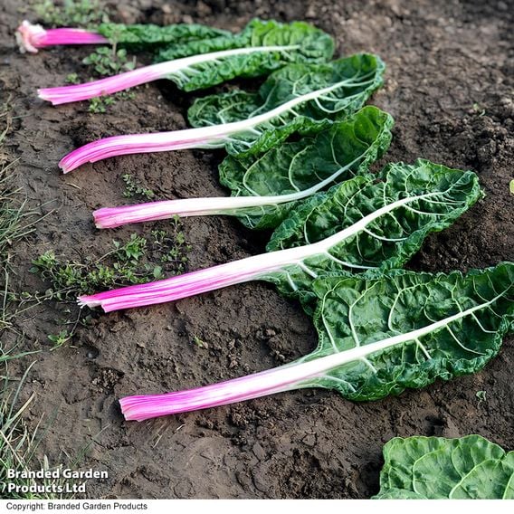 Chard 'Peppermint' - Gourmet Veg Seeds