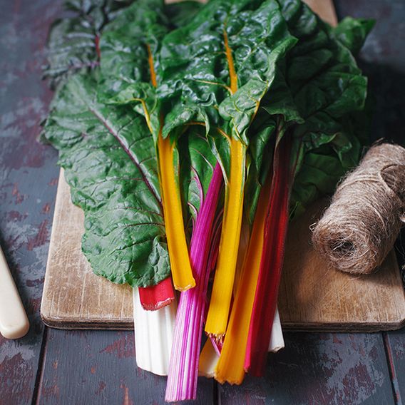 Chard 'Rainbow' - Organic Seeds