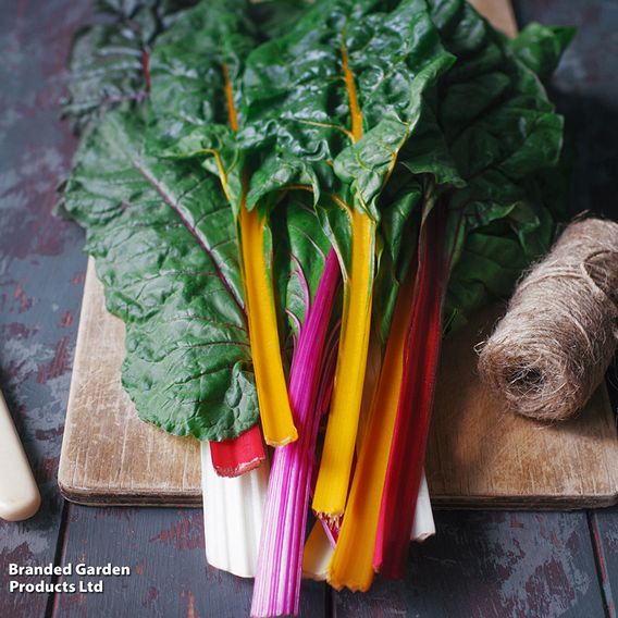 Chard 'Rainbow' - Organic Seeds