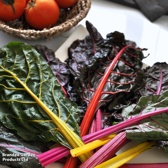 Chard 'Rainbow' - Organic Seeds