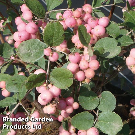 Symphoricarpos x doorenbosii 'Amethyst'