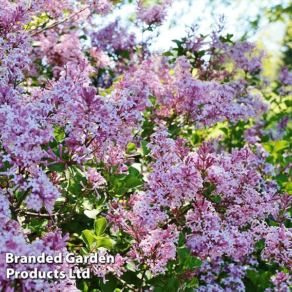Lilac 'Bloomerang Pink Perfume'
