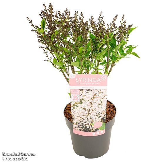 Syringa patens 'Dream Cloud'