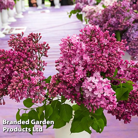 Lilac 'Esther Staley'