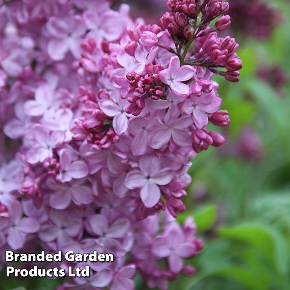 Lilac 'Esther Staley'