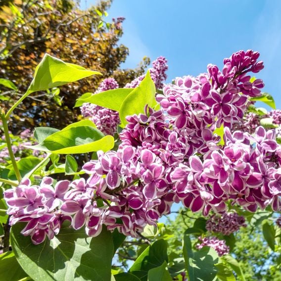 Lilac 'Lila Wonder' (PBR)