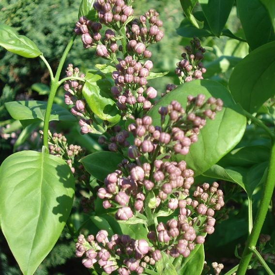 Lilac 'Lila Wonder' (PBR)