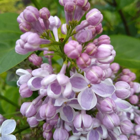 Lilac 'Lila Wonder' (PBR)