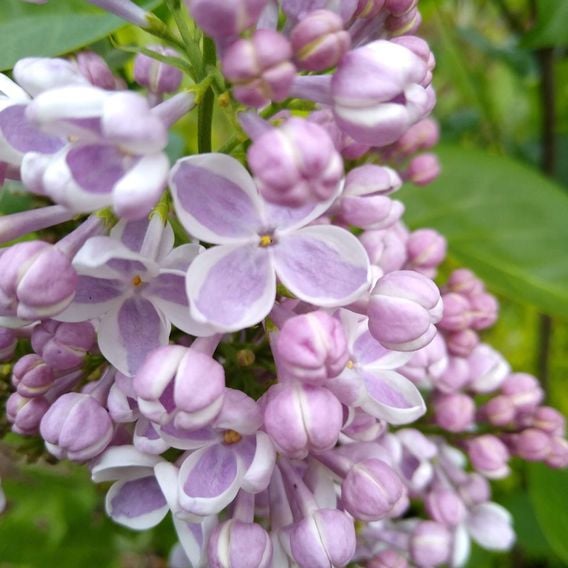 Lilac 'Lila Wonder' (PBR)