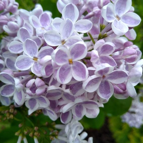 Lilac 'Lila Wonder' (PBR)