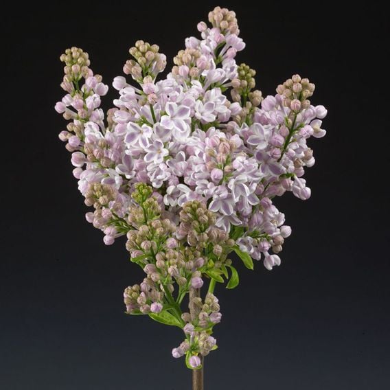 Lilac 'Lila Wonder' (PBR)