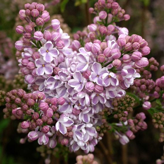 Lilac 'Lila Wonder' (PBR)