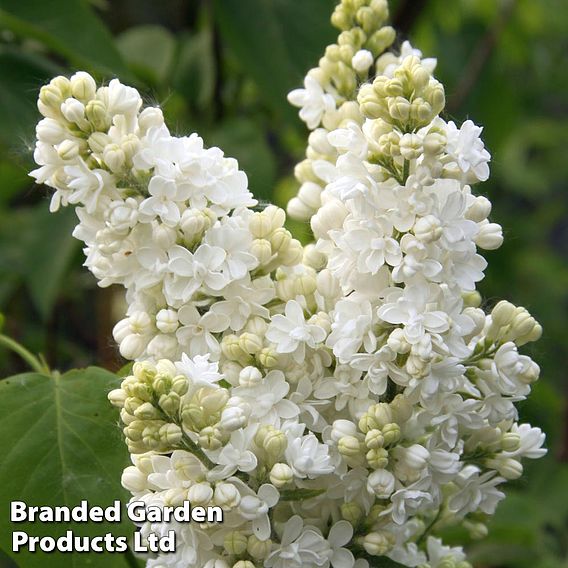 Lilac 'Madame Lemoine'