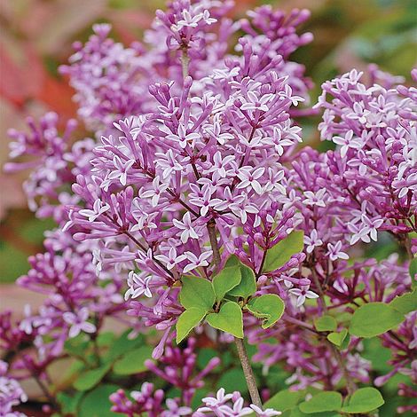 Lilac 'Palibin' (standard)