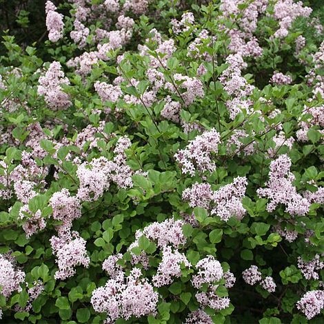 Lilac 'Palibin' (standard)