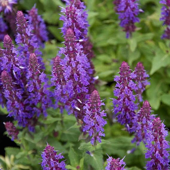 Salvia nemorosa 'New Dimensions Mix'