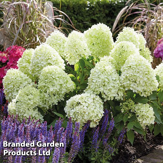 Hydrangea paniculata 'Little Spooky'