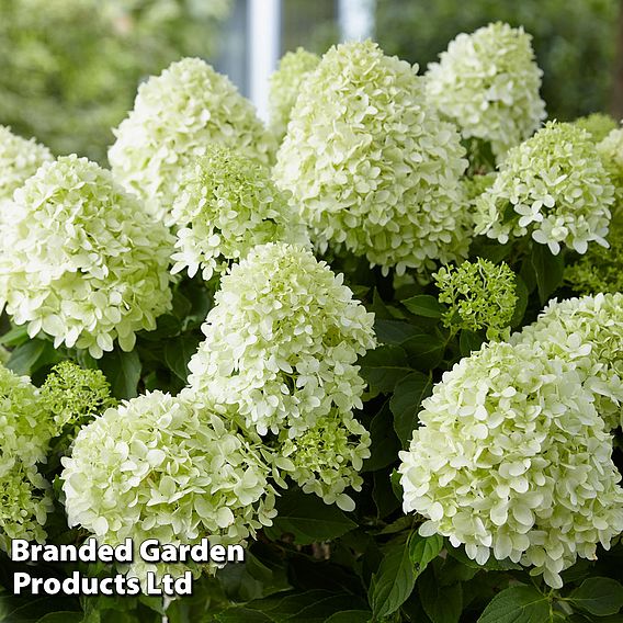 Hydrangea paniculata 'Little Spooky'