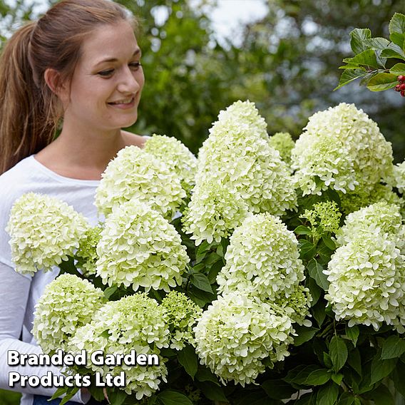 Hydrangea paniculata 'Little Spooky'