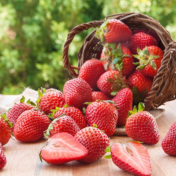 Strawberry Plants - Malling Centenary