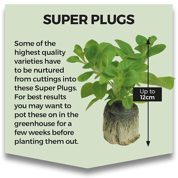 Aubergine 'Meatball' (Grafted)