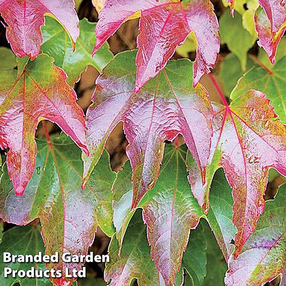 Parthenocissus tricuspidata 'Veitchii'